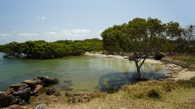 Small bay with shallow tranquil water and sandy beach, with a single mangrove tree in the foreground and mangrove wetlands behind. Victoria Point, Redlands, Queensland,, Australia.