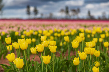 Stunning and vibrant spring background of red, yellow and pink flowers in a tulip field with a cloudy sky.