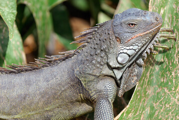 Close up of the head of a Green Iguana