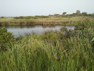 View of green field and water in south Sardinia, Italy