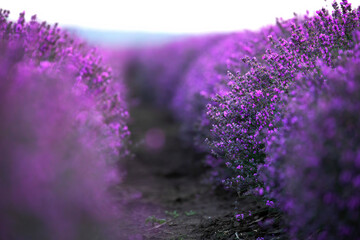 Lavender field in Moldova