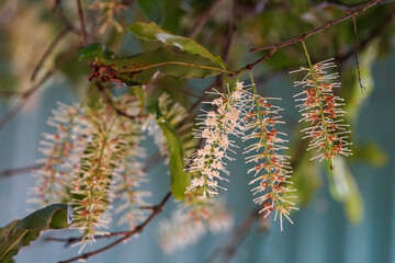 Flowers on a macadamia nut tree. Closeup, selective focus with blue-green background. 