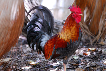 Rooster standing on one leg in shade