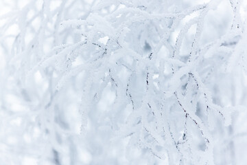 Snow and rime ice on the branches of bushes. Beautiful winter background with trees covered with hoarfrost. Plants in the park are covered with hoar frost. Cold snowy weather. Cool frosting texture.