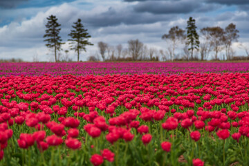 Stunning and vibrant spring background of red, magenta and pink flowers in a tulip field with a cloudy sky.