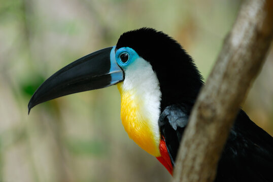 Channel Billed Toucan