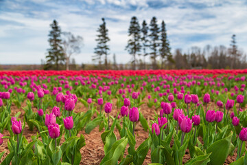 Beautiful and vibrant spring background of red, magenta and pink flowers in a tulip field with a cloudy sky.