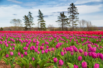 Fototapeta premium Close up of vibrant magenta tulips in a tulip field.