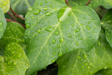 plant leaves with raindrops