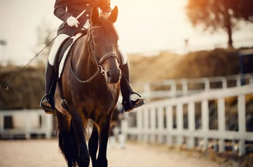 Rolgordijnen Equestrian sport. Portrait of a dressage horse in training, front view. © Azaliya (Elya Vatel)