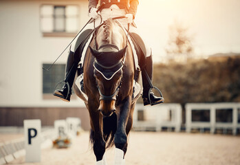 Equestrian sport. Portrait of a dressage horse in training, front view.
