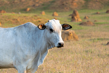 Nelore cattle isolated on pasture