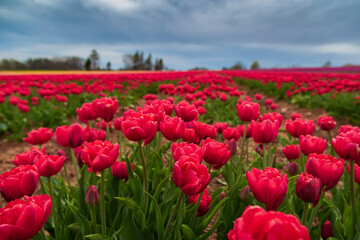 Gorgeous and vibrant spring background of red and magenta flowers in a tulip field with a cloudy sky.