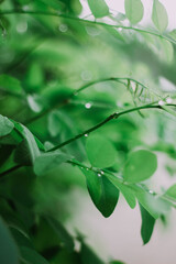 Fototapeta premium green leaves in the rain