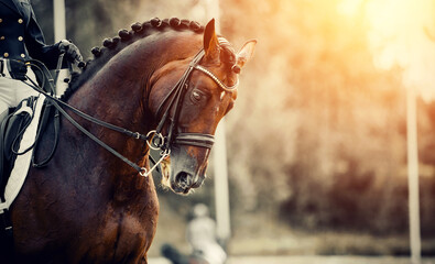 Portrait sports stallion in the double bridle. Horse muzzle close up.