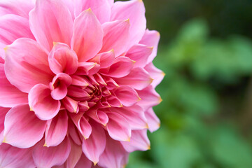 decorative dahlia flower,close up of a decorative pink dahlia in the garden
