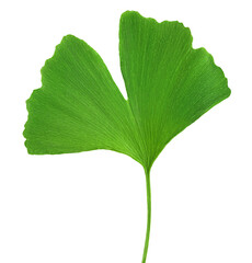 Ginkgo biloba fresh leaf isolated on white background with clipping path.