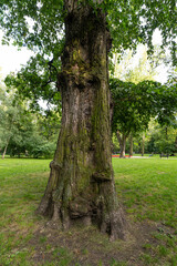 earthbound part of elm trunk with buttress roots forming