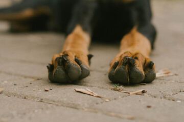 dog