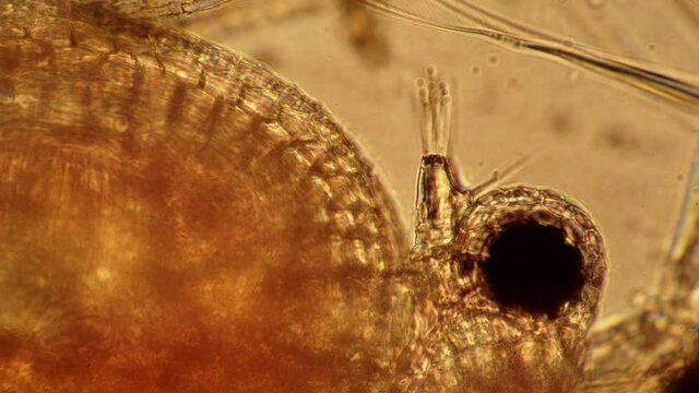 Daphnia crustacean head close up under a microscope. Theme of laboratory biological research under microscope. Microscopic protozoa in drop of water magnification. Microcosmic background