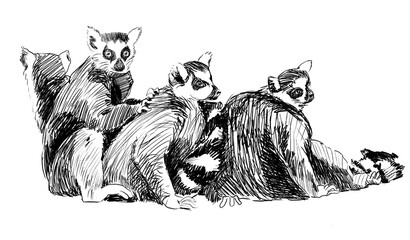 Group of lemurs Pencil sketch, Madagascar. Hand drawn pencil illustration © Sasha Al