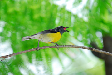 Bananaquit songbird singing on a branch