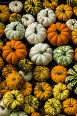 pumpkins on a market