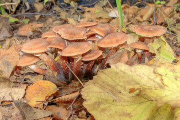Armillaria. Autumn mushrooms grown under fallen leaves under an