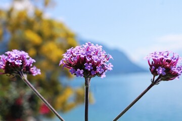 flowers of a lilac