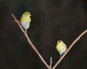 Front view of two molting male American Goldfinches in Spring