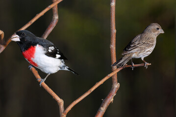 Male Rose Breasted Grosbeak and female housefinch on branches
