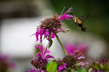 Hummingbird Hawk Moth pollinating bee balm in the garden