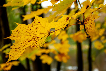 yellow autumn leaves