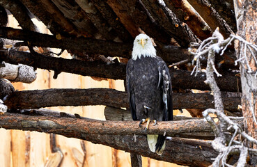 Bald Eagle sitting on a Perch