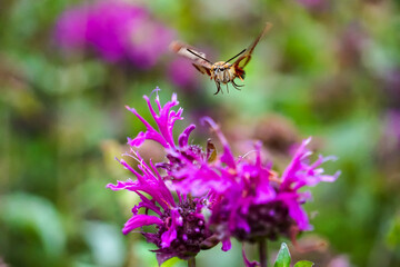 Hummingbird Hawk Moth pollinating bee balm in the garden