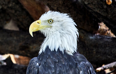 Bald Eagle sitting on a Perch