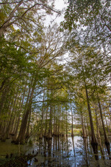 Large stately Cypress trees in a swamp