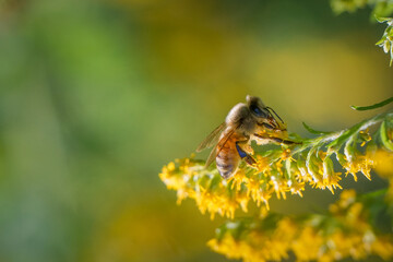 Honeybee pollinating goldenrod