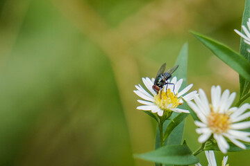 Fly pollinating a wildflower