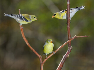 Three Goldfinches forming a triangle on branches