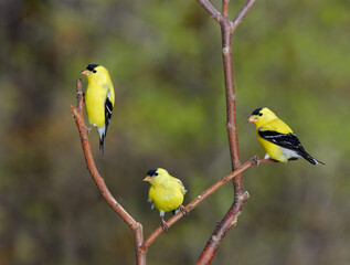 Three male Goldfinches on a branch