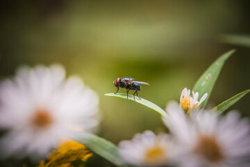 Macro fly on flower leaf