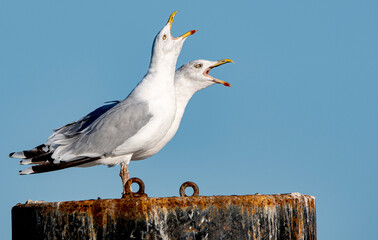 singing seagulls
