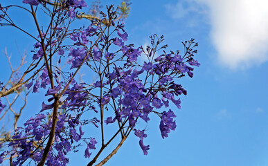 Blue jacaranda flowers (Jacaranda mimosifolia)