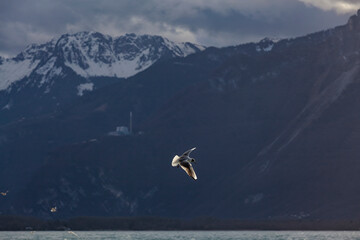 Seagull flying over Lac Léman in Montreux.