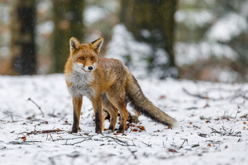 Red fox in winter. Portrait of red fox, Vulpes vulpes, standing in winter forest in snowfall. Cute orange fur coat animal with fluffy tail in nature. Predator ferrets about prey. Clever beast.