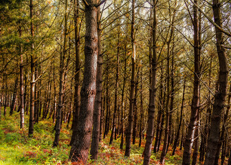pine forest with green branches