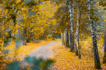 Yellow autumn in forest. Birches and other trees