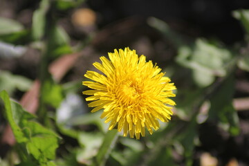 dandelion in the garden