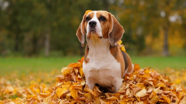 Dog stare to someone, sit down in heap of yellow leaves, move head up and bark once at end of clip. Slow motion shot. Portrait of handsome adult beagle at autumn park